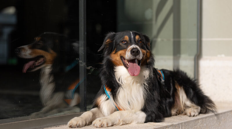 Border Collie Mix Fly steht auf hochwertiges Hundefutter