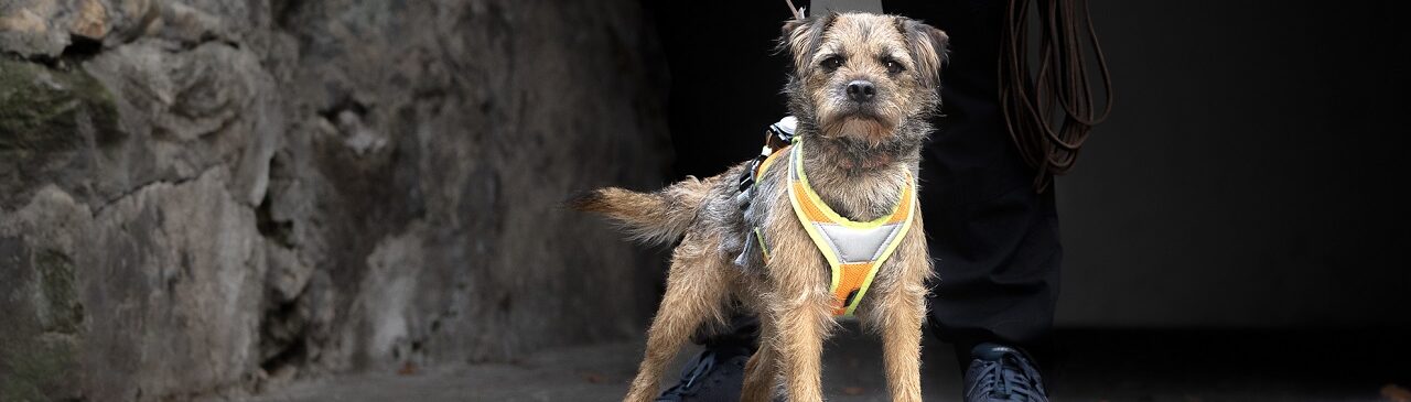 Hundefutter Online für gesunde Hunde