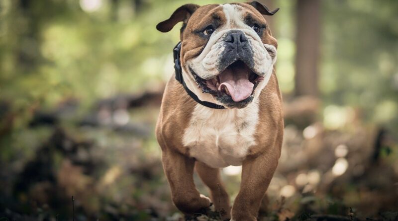 Trockenfutter ist für Hunde eine beliebte Wahl